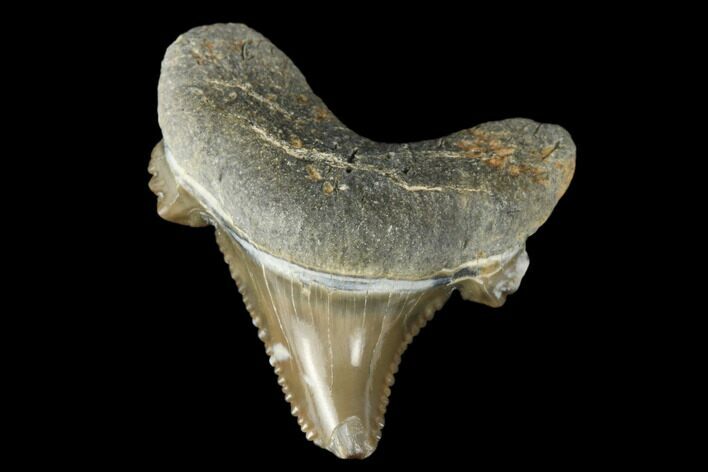 Serrated Fossil Auriculatus Tooth - Tuzbair, Kazakhstan #173797